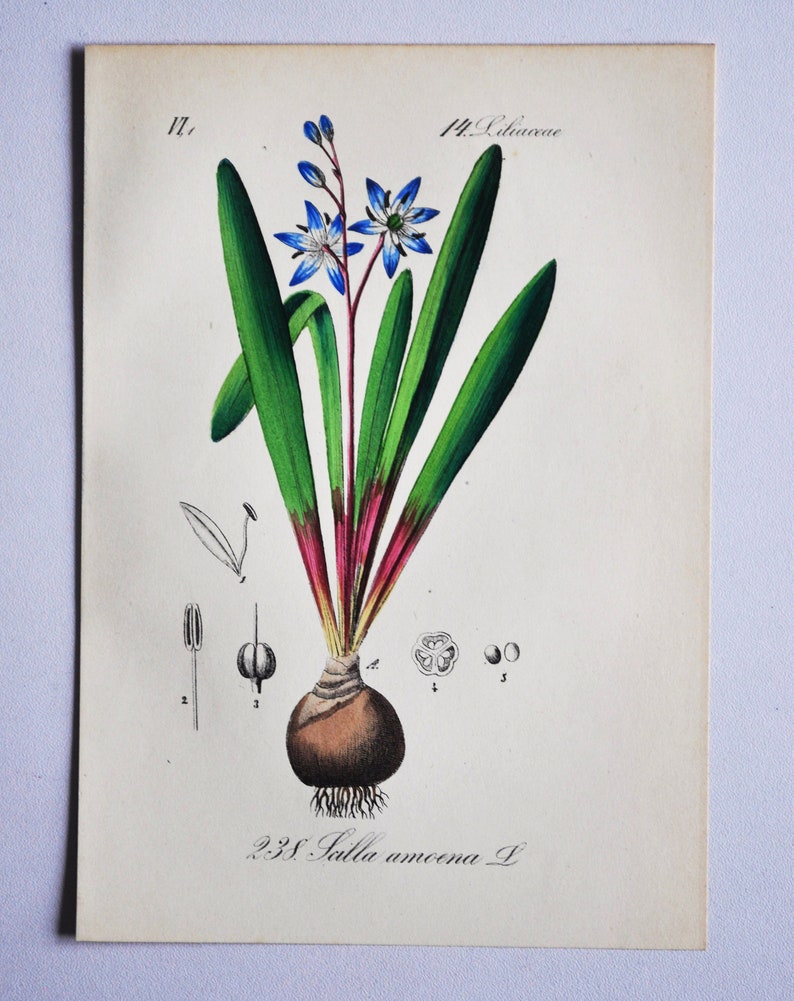 Star Hyacinth or Squill Print Original Antique Botanical Print 1880s Scilla amoena plant flower garden seed perennial europe blue asia image 1