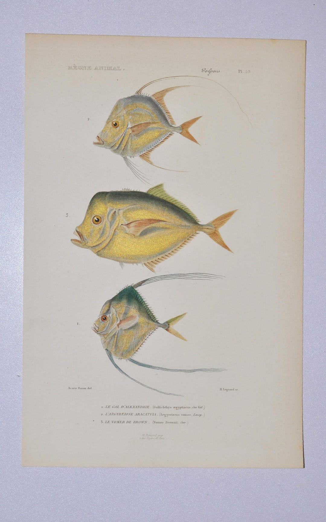 African Threadfish / Selene Vomer & Caribbean Moonfish - Hand-colored ...