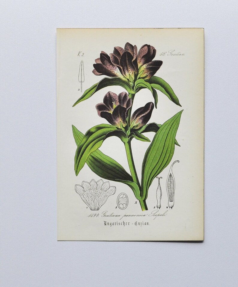 Hungarian Gentian Print Original Antique Botanical Print 1880s Gentiana pannonica plant flower seed garden brown perennial herb purple image 1