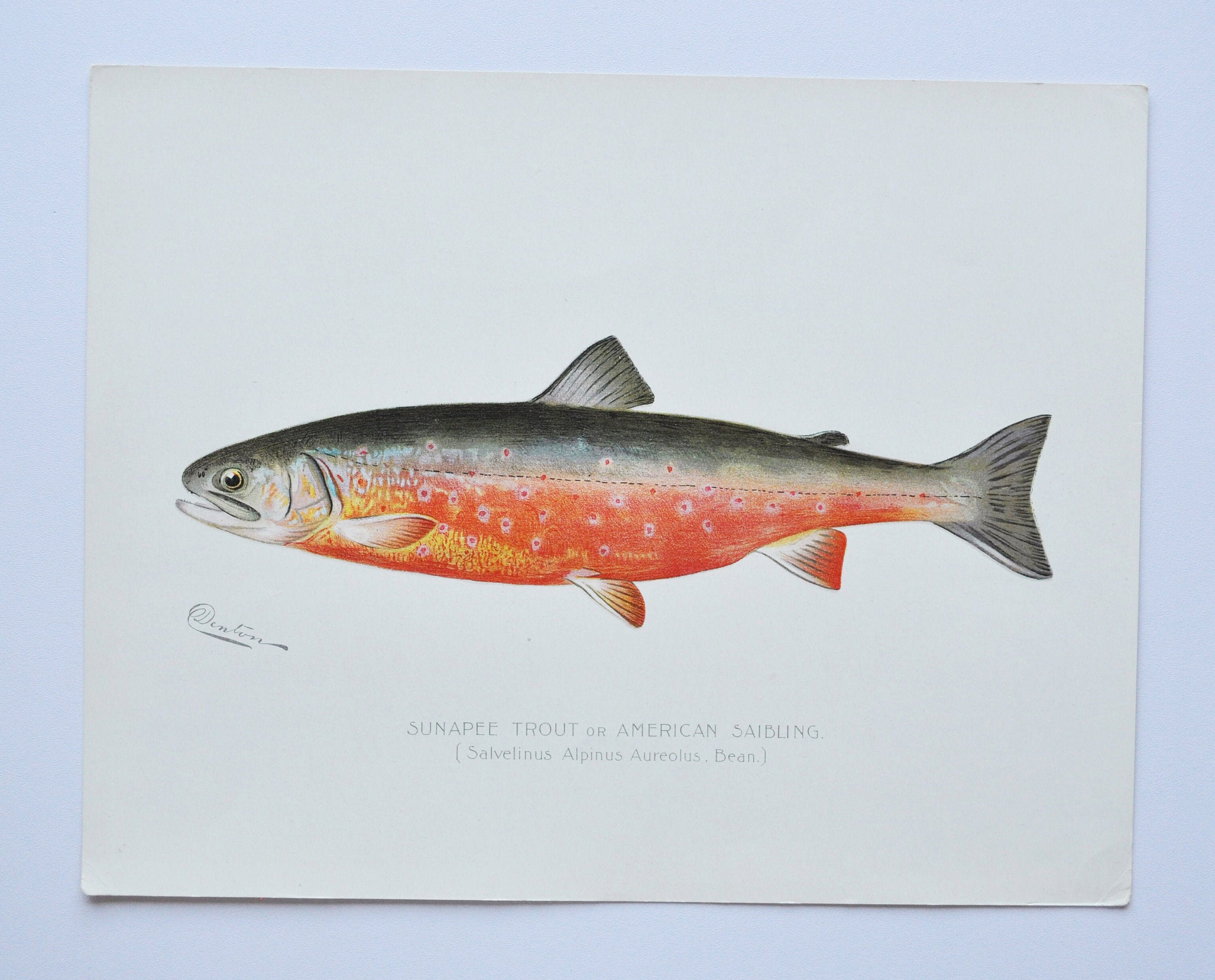 Sunapee Trout / American Saibling - Original Antique Fish Print ...