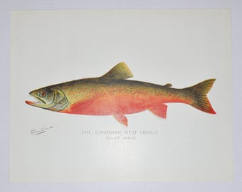 Canadian Red Trout - Male - Original Antique Fish Print - 1902 Sherman Foote Denton,fly,fishing,poster,plate,new york,NY