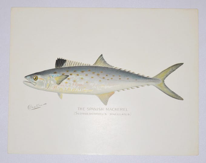 The Spanish Mackerel - Original Antique Fish Print - Scomberomorus Maculatus - 1902 Sherman Foote Denton Forest Fish and Game Commission NY
