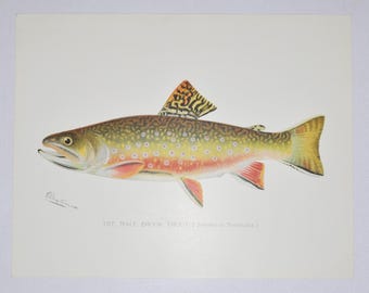 Male Brook Trout - Original Antique Fish Print - Salvelinus Fontinalis - 1902 Sherman Foote Denton (fly fishing poster plate new york rod)