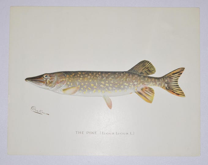 The Pike - Original Antique Fish Print - Lucius - 1902 Sherman Foote Denton (game fly fishing poster new york lure northern esox rod net)