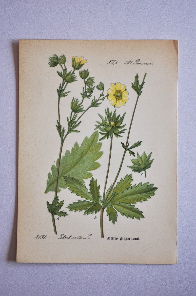 Sulphur Cinquefoil Print Original Antique Botanical Print 1880s Potentilla recta plant flower seed rosaceae bush perennial yellow image 1