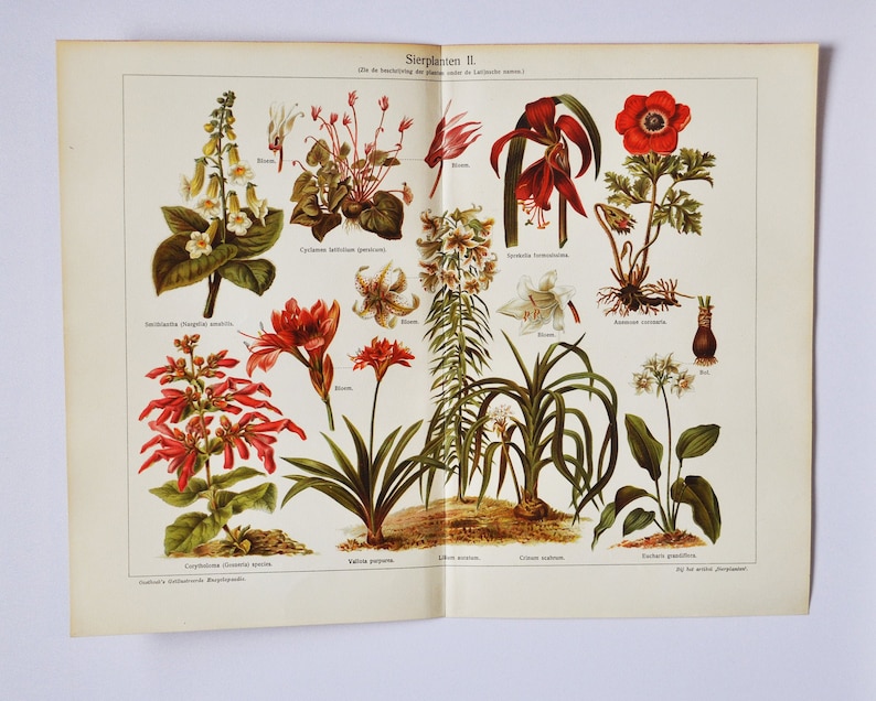 Sierplanten II Originele Antieke Botanische Print 1916 Smithiantha, Cyclamen Sprekelia Poppy anemoon corytholoma Cyrtanthus elatus afbeelding 1