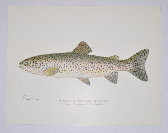 Salmon Trout or Steelhead - Original Antique Fish Print - Salmo Gairdneri - 1902 Sherman Foote Denton (fly fishing new york lure rod net)