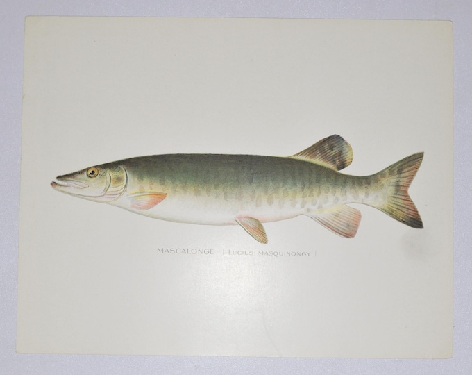 Mascalonge - Original Antique Fish Print - Lucius Masquinongy - 1902 Sherman Foote Denton,fly,fishing,poster,plate,new york,NY