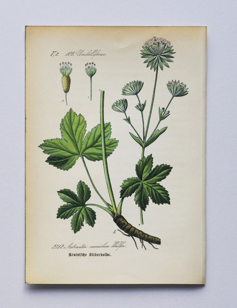 Carnic Masterwort Print Original Antique Botanical Print 1880s Astrantia carniolica plant flower garden seed white beetle perennial image 1