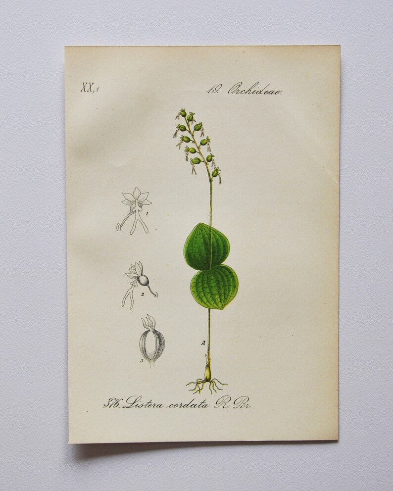 Heartleaf Twayblade Orchid Print Original Antique Botanical 1880s Listera cordata plant flower seed orchidaceae Orchidaceae yellow image 1