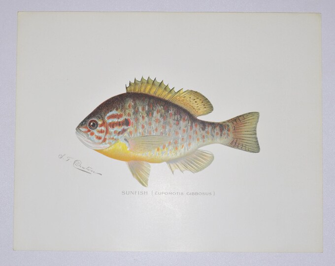 Sunfish - Original Antique Fish Print - Eupomotis Gibbosus - 1902 Sherman Foote Denton (fly fishing, new york, lure)