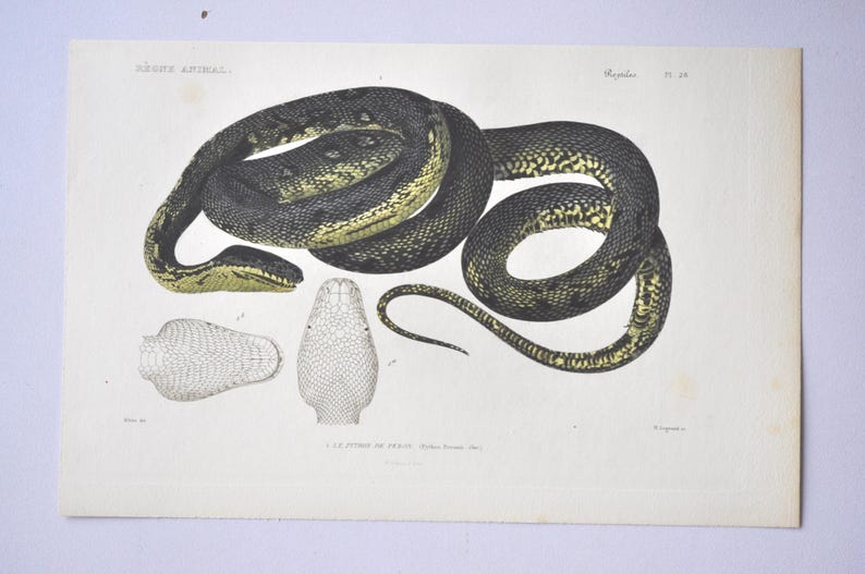 May include: A vintage zoological print featuring a coiled dark snake with yellow underbelly scales. Below the main illustration are two detailed line drawings of the snake's head from top and bottom views. The text reads REGNE ANIMAL and LE PYTHON DE SEBA.