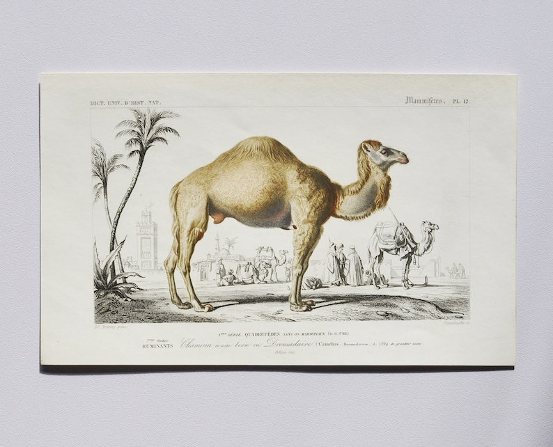 Dromedary / Arabian Camel Hand-colored Original Antique Animal Print Orbigny engraving from 1849 camelus dromedarius, nile, egypt image 1