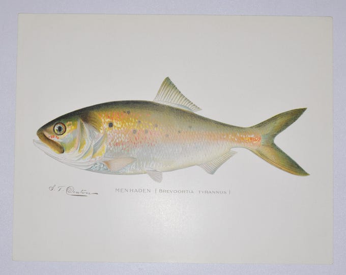 Menhaden - Original Antique Fish Print - Brevoortia Tyrannus - 1902 Sherman Foote Denton (fly fishing poster plate new york forage marine)
