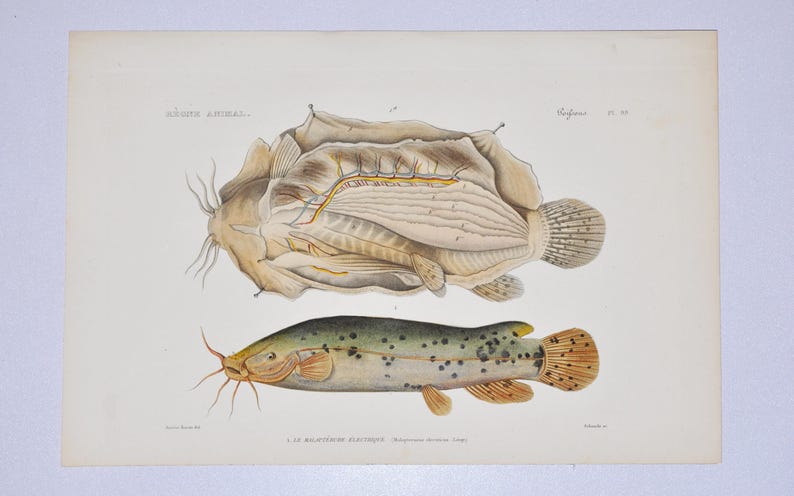 Electric Catfish (malapterurus Electricus) - Hand-colored Original ...