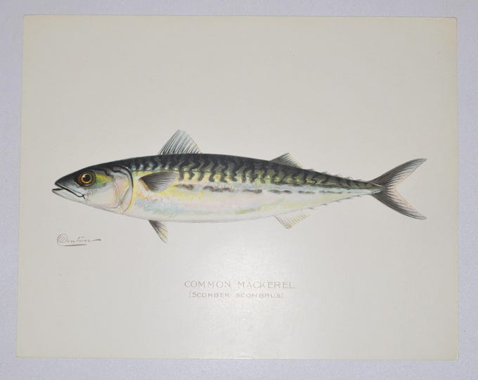 Common Mackerel - Original Antique Fish Print - Scomber Scombrus - 1902 Sherman Foote Denton (game fly fishing poster new york lure rod net)