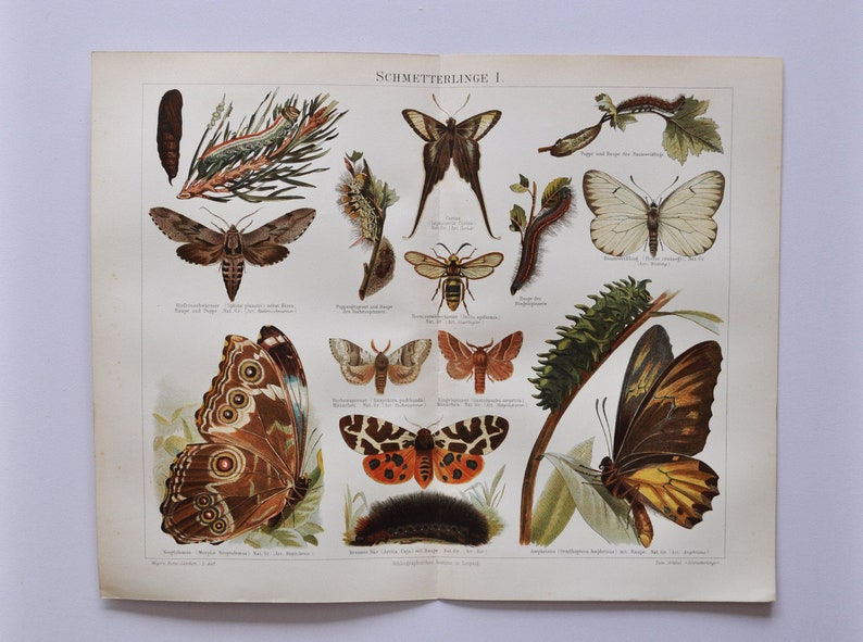 Butterflies I Original Antique Insect Print 1906 lamproptera curius white dragontail aporia crataegi black-veined morpho amphrisus image 1