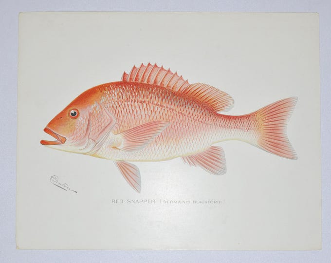 Red Snapper - Original Antique Fish Print - Neomaenis Blackfordi - 1902 Sherman Foote Denton,fly,fishing,poster,plate,new york,NY