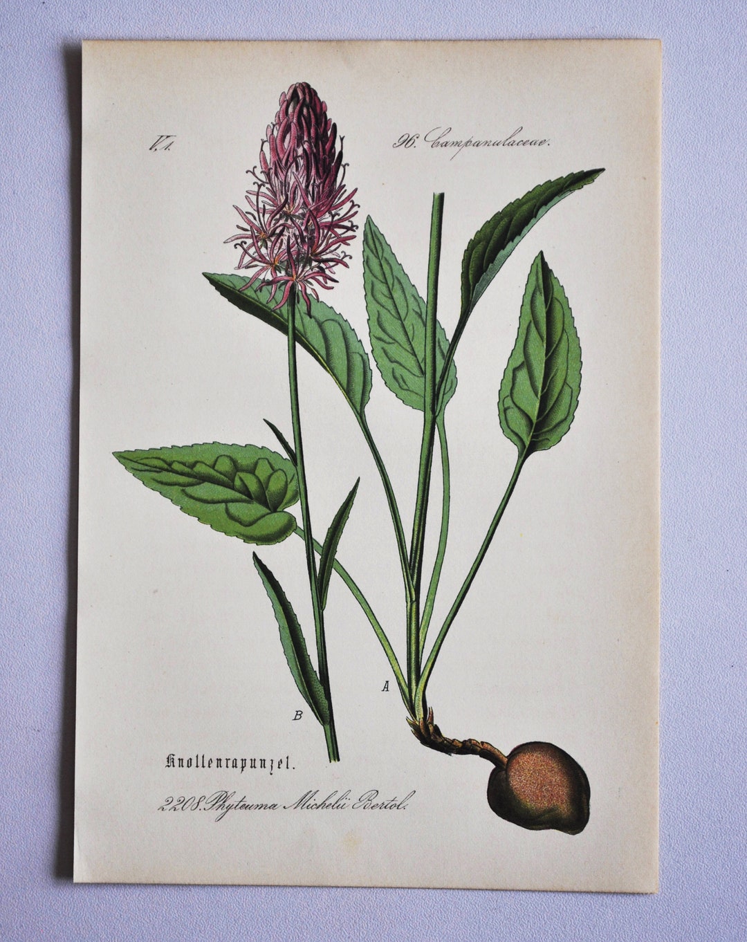Micheli Rapunzel Print - Original Antique Botanical Print 1880s ...