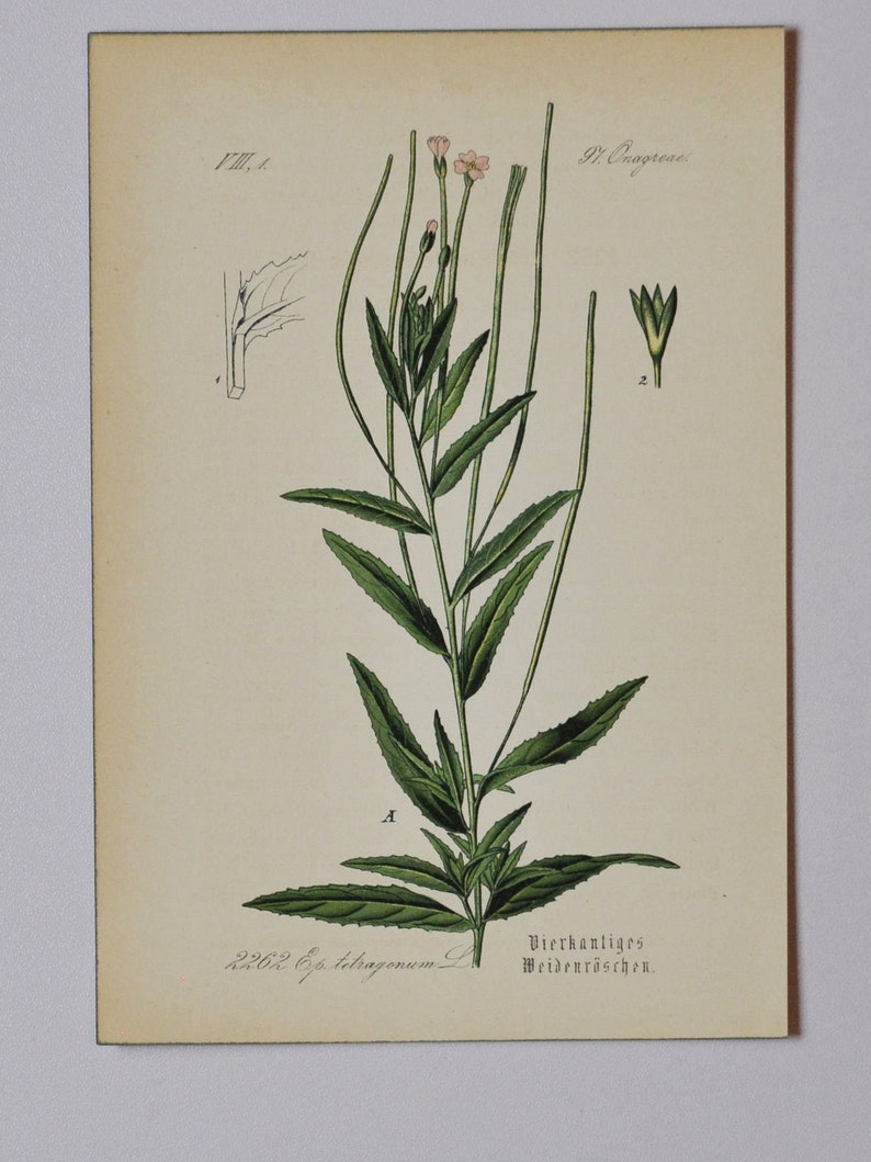 Square Stalked Willowherb Original Antique Botanical Print Epilobium tetragonum L. willow herb Onagraceae 1880's flower / plant image 1