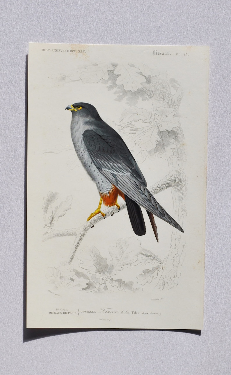 Red-Footed Falcon - Hand-colored outlet service Original Print Antique Bird O