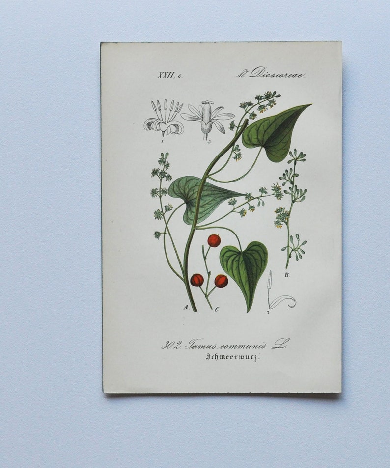 Lady's-Seal Print Original Antique Botanical Print 1880s Tamus / Dioscorea communis plant flower seed garden black bryony bindweed red image 1