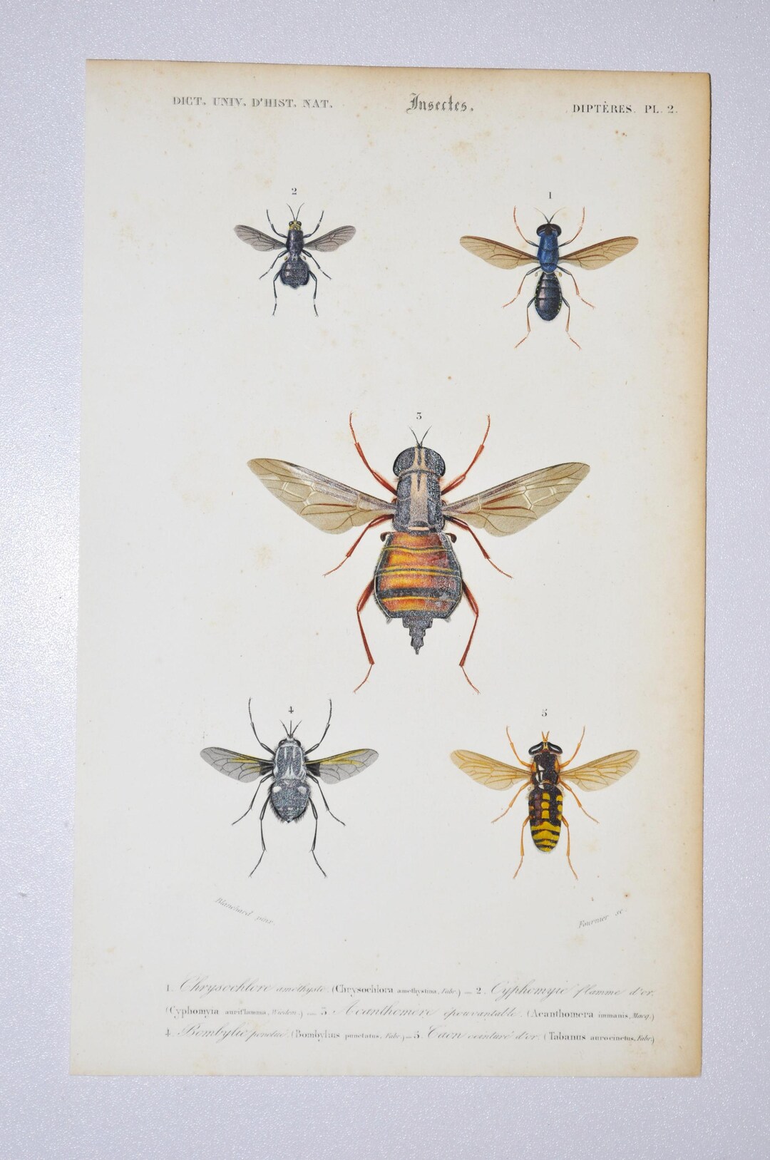 Insect Inprints Insects - Hand-colored Original Antique Insect Print - Orbigny ...