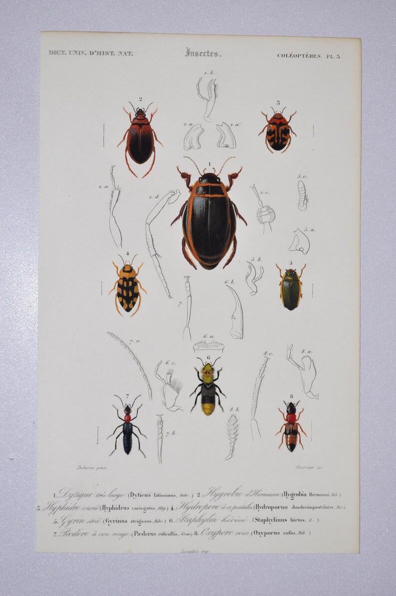 Beetles - Hand-colored Original Antique Insect Print - Orbigny ...