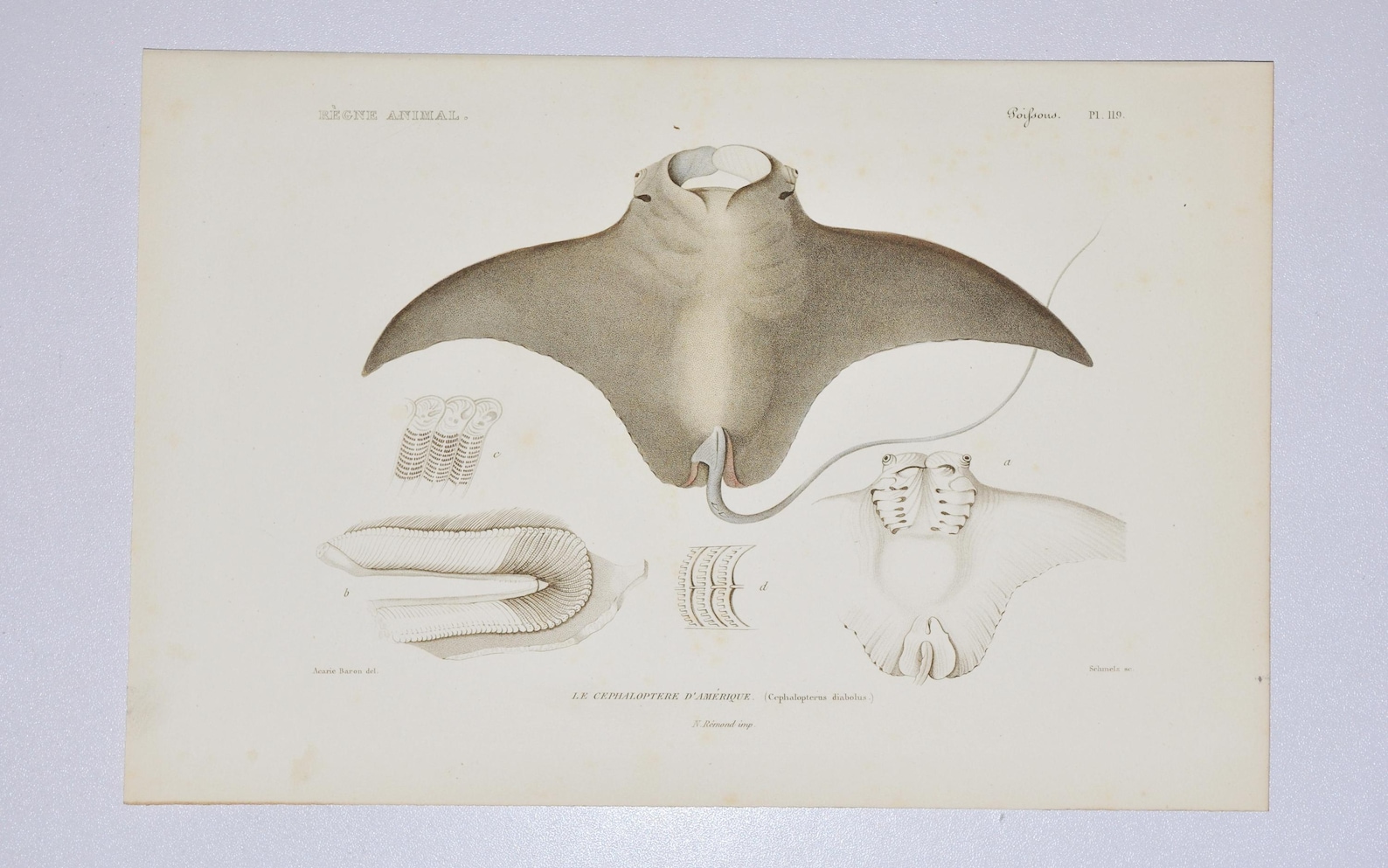 Devil Fish or Giant Devil Ray (cephalopterus Diabolus / Mobula Mobular ...