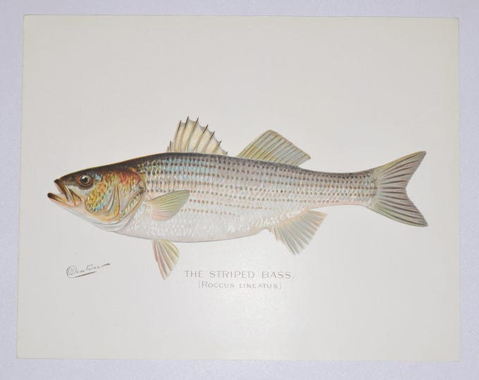 Striped Bass - Original Antique Fish Print - Roccus Lineatus - 1902 Sherman Foote Denton (game, fly fishing, poster, new york, lure)