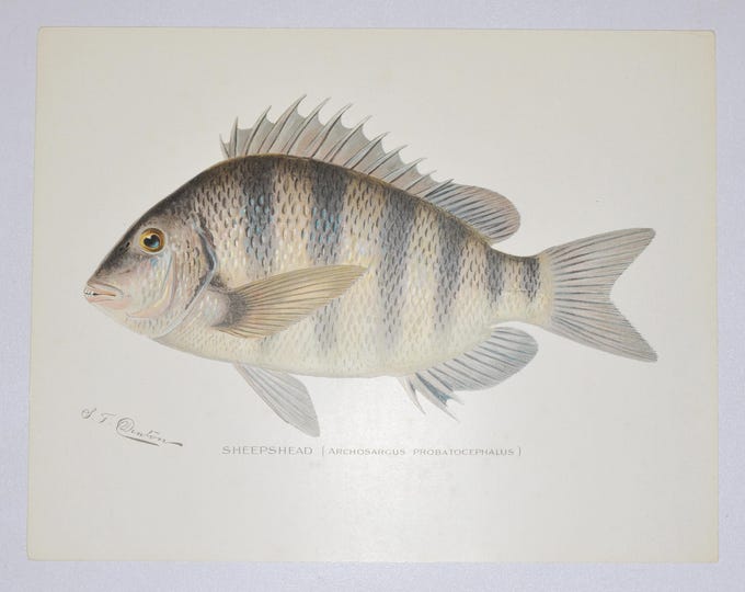 Sheepshead - Original Antique Fish Print - Archosargus Probatocephalus - 1902 Sherman Foote Denton,fly,fishing,poster,plate,new york,NY