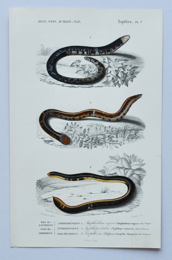 Black-and-white Worm Lizard / West Indian Blind Snake / Shield Tail  Hand-colored Original Antique Reptile Print Orbigny Engraving 1849 -   Canada