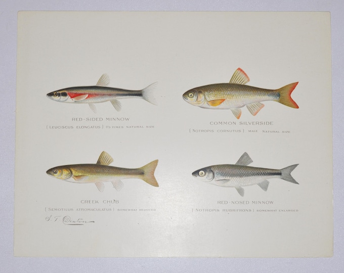 Red Sided Minnow / Common Silverside / Creek Chub / Red - Nosed Minnow - Original Antique Fish Print - 1902 Sherman Foote Denton NY