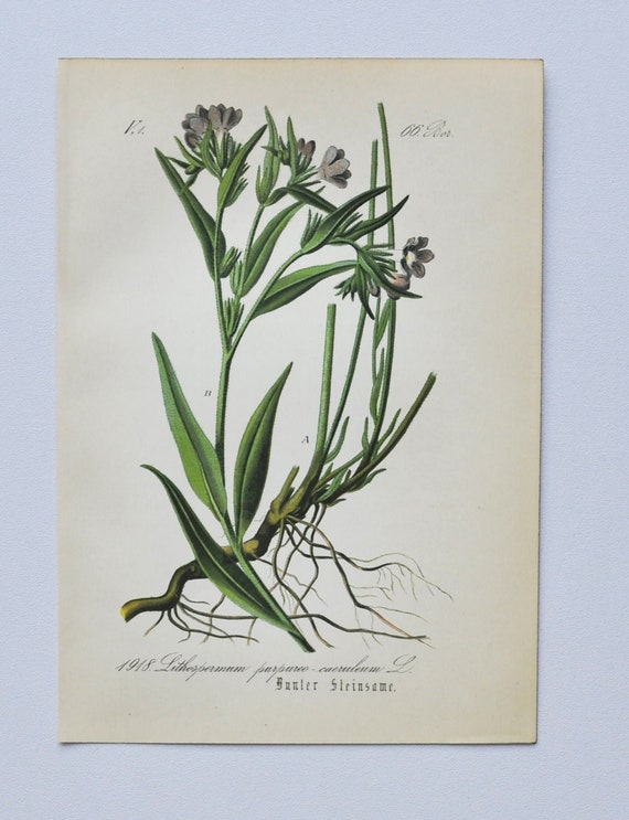 Purple Gromwell Print - Original Antique Botanical Print 1880s -  Lithospermum purpurocaeruleum (plant flower seed blue purple rhizome herb)