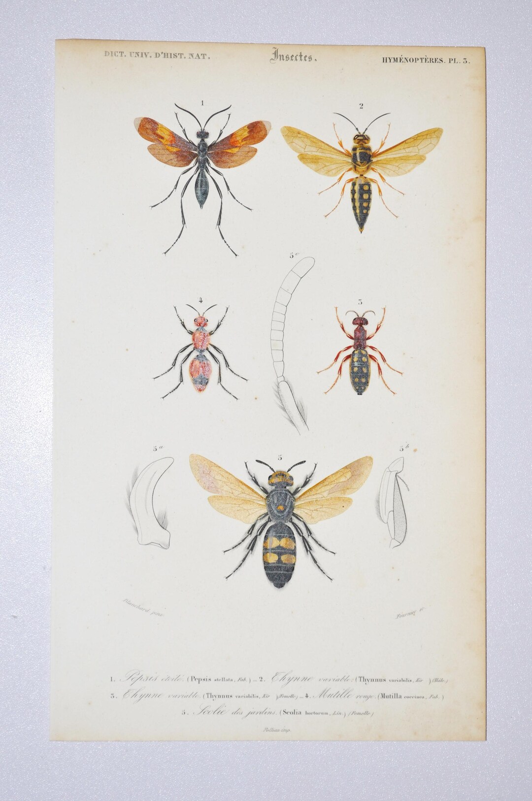 Insects - Hand-colored Original Antique Insect Print - Orbigny ...