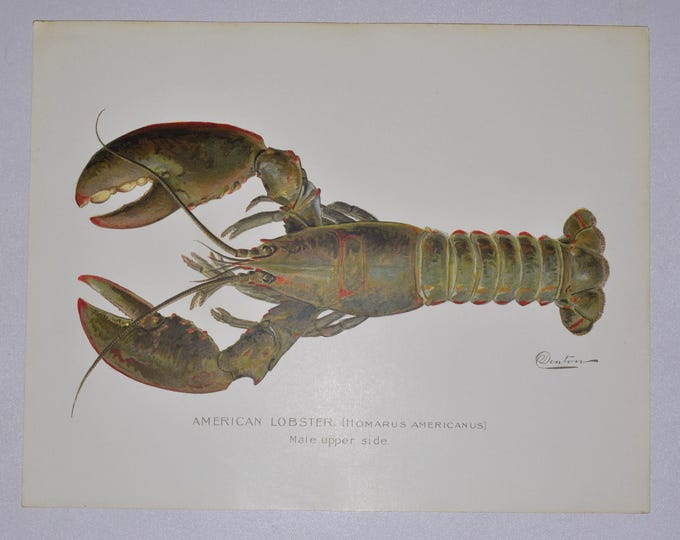 American Lobster Male - Original Antique Fish Print - Homarus Americanus - 1902 Sherman Foote Denton (fly fishing new york lure rod net usa)
