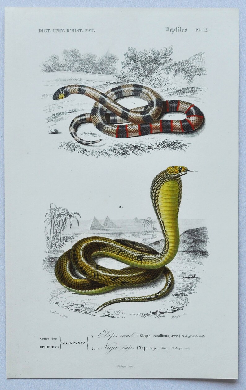 May include: An illustration of two snakes, a coral snake with red, black, and white bands and a cobra with a yellow and black pattern. The illustration is from a book titled "Dict. Univ. D'Hist. Nat." and is labeled "Reptiles PL.12."