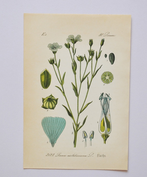 Linseed / Flax (Linum usitatissimum), The Beautiful