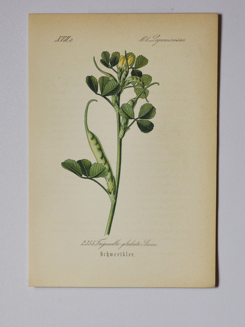 Trigonella gladiata Original Antique Botanical Print fenugreek Fabaceae 1880's flower / plant / garden / herb image 1