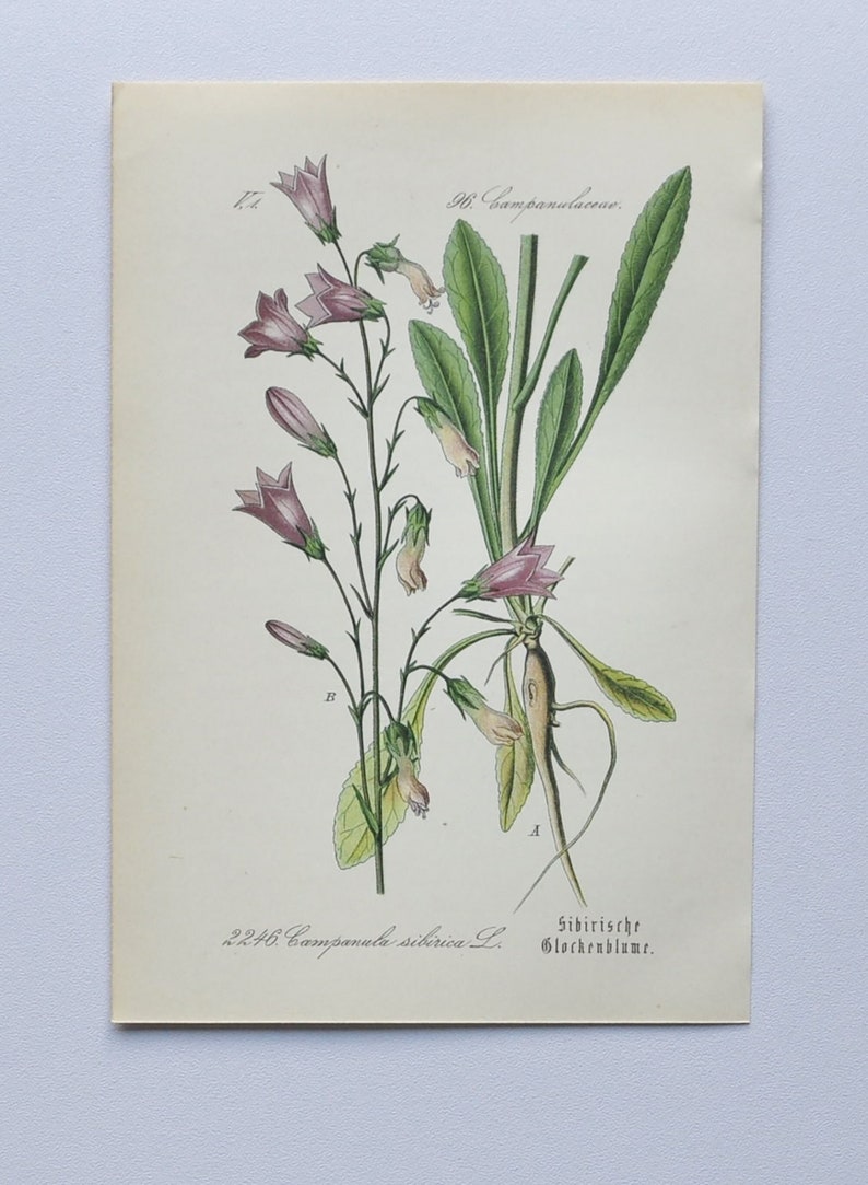 Siberian Bellflower Original Antique Botanical Print Campanula sibirica L. 1880's bell flower / plant / alps / alpine image 1