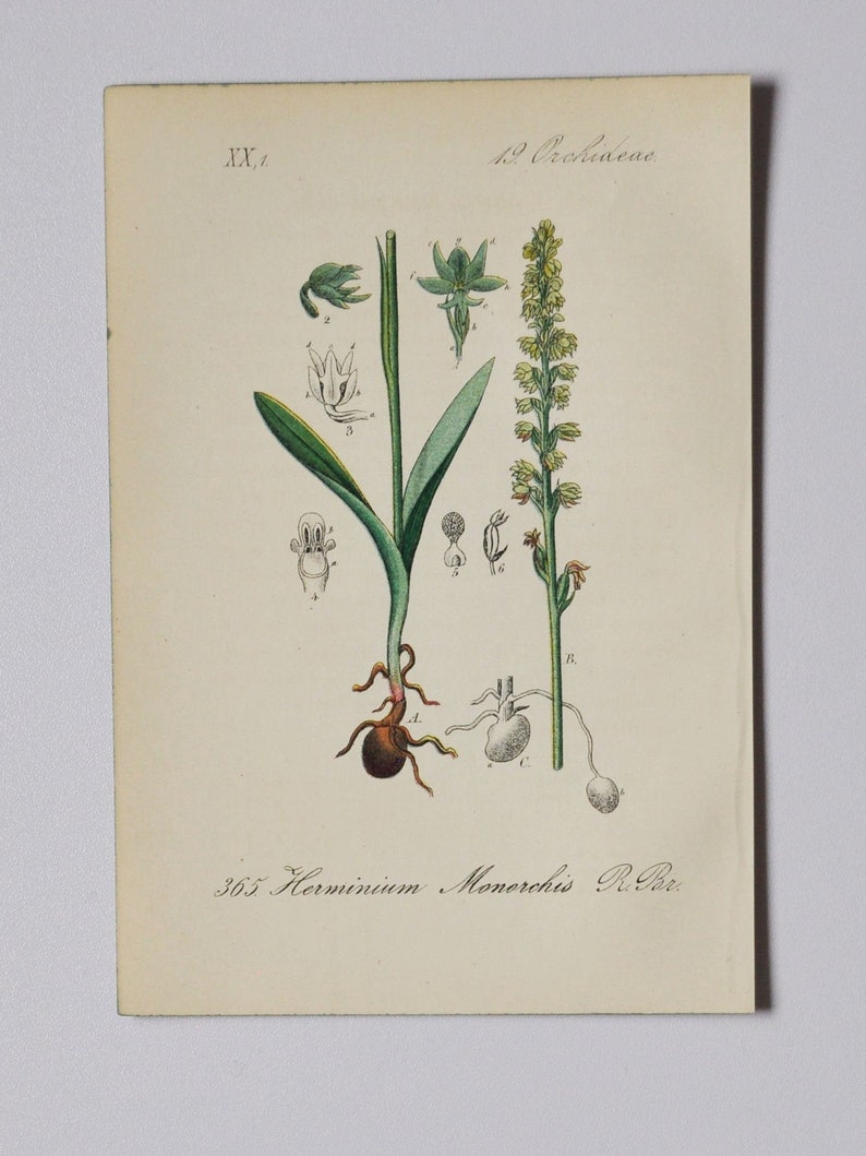 Musk Orchid Herminium monorchis Original Antique Botanical Print 1880s,orchidaceae,orchidoideae,orchideae,plant,flower,seeds,asparagales image 1
