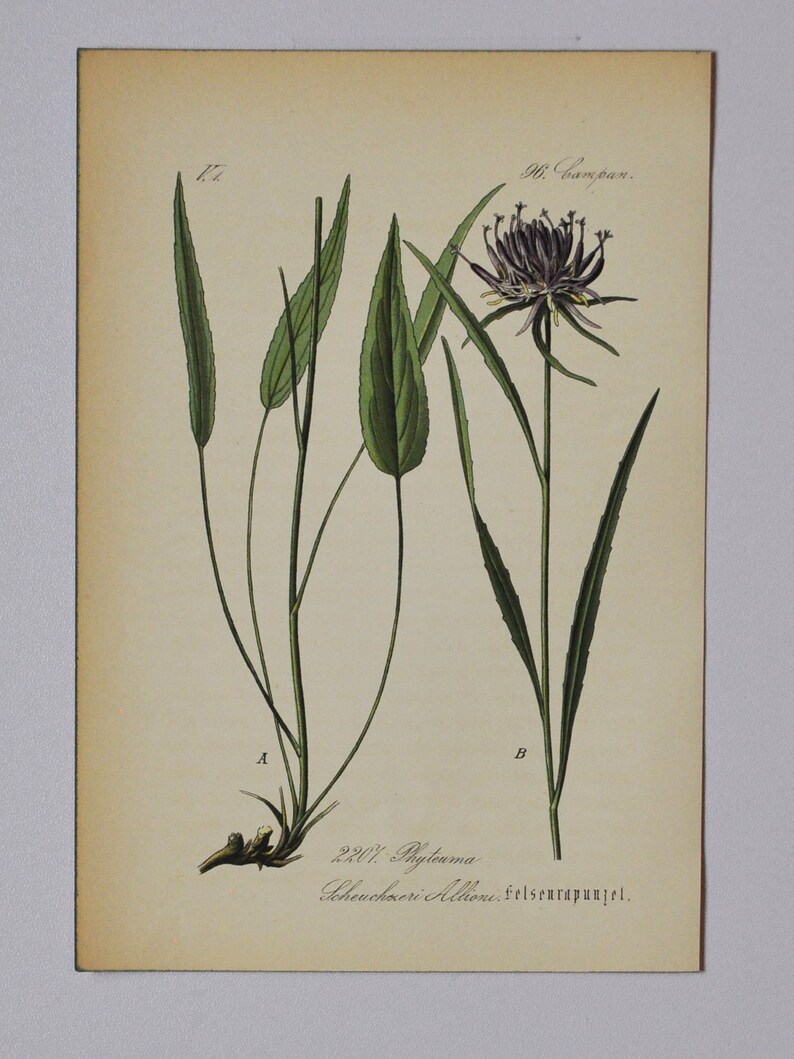 Oxford or Horned Rampion Original Antique Botanical Print Phyteuma Scheuchzeri L. rapunzel 1880's flower / bees / wasps / alps image 1
