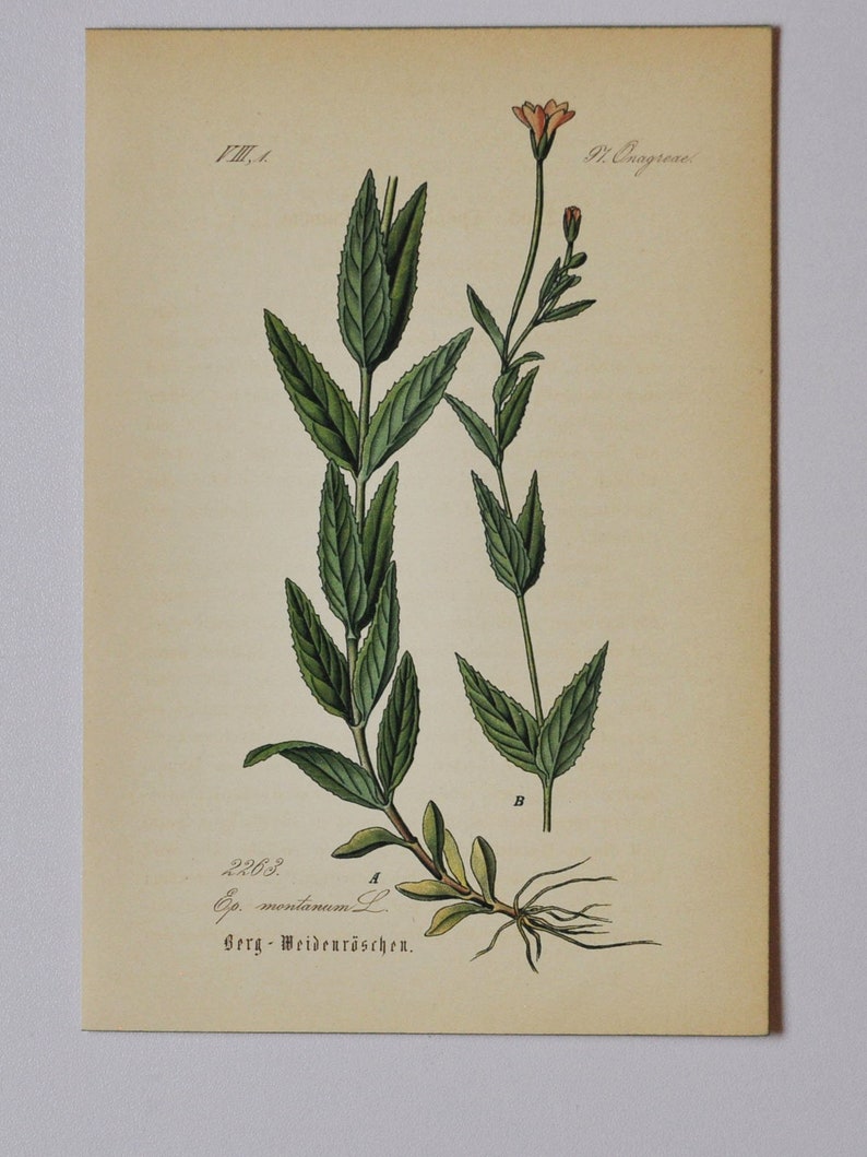 Broad-Leaved Willowherb Original Antique Botanical Print Epilobium montanum willow herb Onagraceae 1880's flower / plant image 1