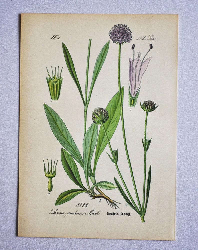 Devil's-Bit Scabious Print Original Antique Botanical Print 1880s Succisa pratensis plant flower garden seed honeysuckle purple pink image 1