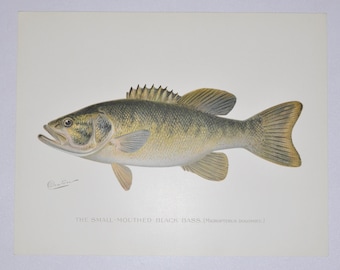 Small-Mouthed Black Bass - Original Antique Fish Print - Micropterus Dolomieu - 1902 Sherman Foote Denton (fly fishing new york lure rod)