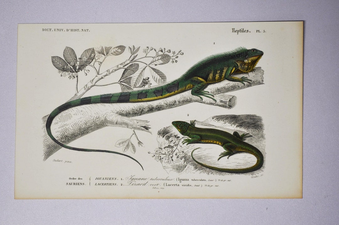 Green Iguana / European Green Lizard - Hand-colored Original Antique ...