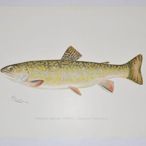 antique fly fishing rod sherman Antique Fishing Rod