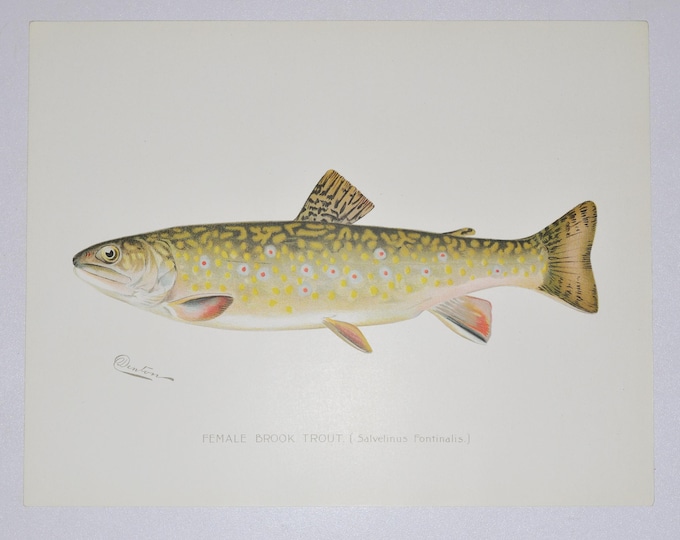 Female Brook Trout - Original Antique Fish Print - Salvelinus Fontinalis - 1902 Sherman Foote Denton (fly fishing poster plate new york rod)