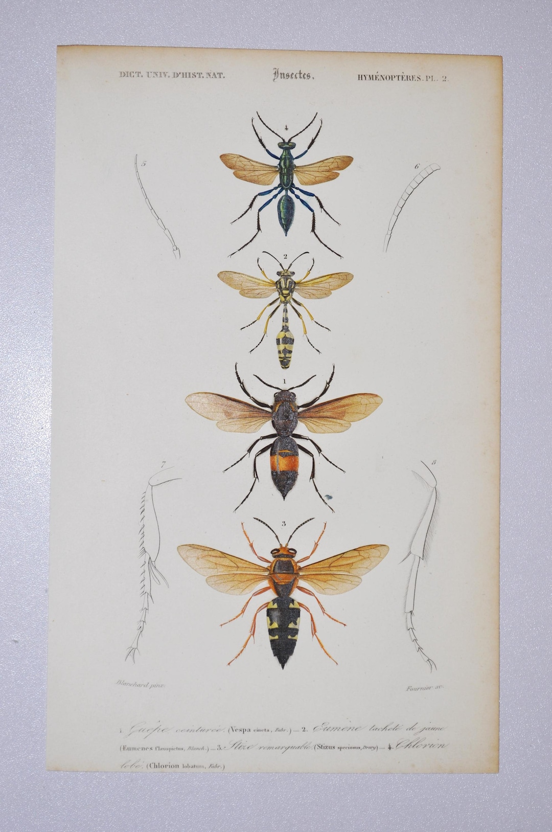 Insect Inprints Insects - Hand-colored Original Antique Insect Print - Orbigny ...