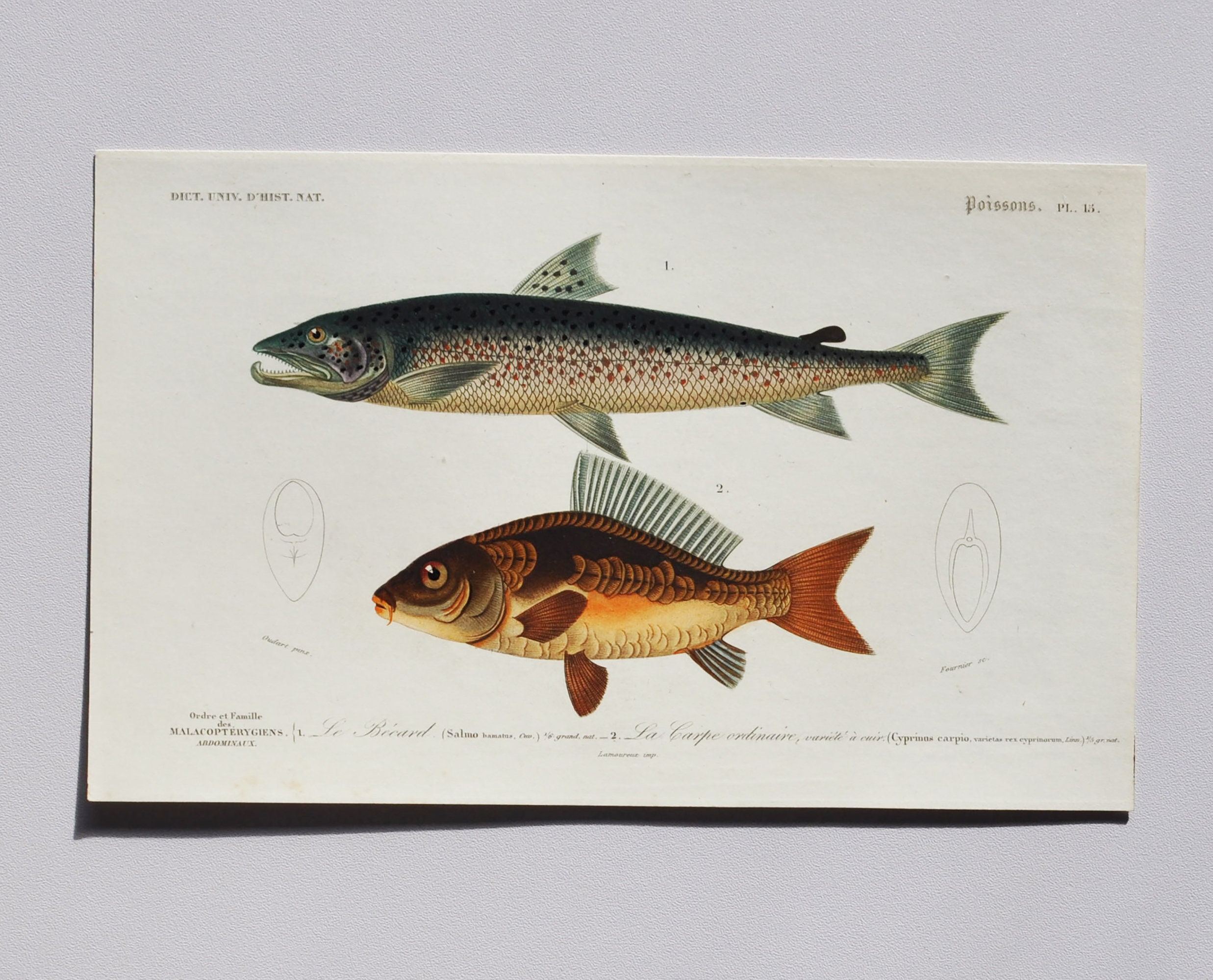 Salmon and Carp Hand-colored Original Antique Fish Print Orbigny